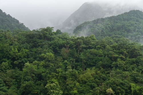 Frederic Demeuse-WALD-Selva-Martinique